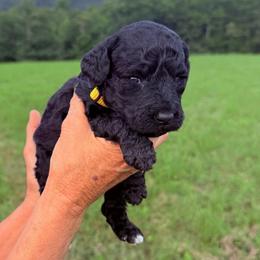 Raven - Black female Goldendoodle puppy in Jasper, Georgia from Harrington Doodles & Poodles