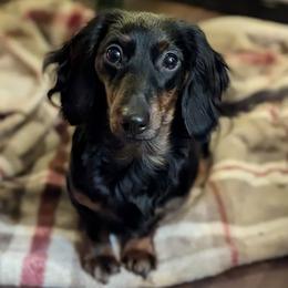 Vayda - Dachshund
