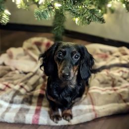 Vayda - Dachshund