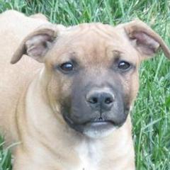 Staffordshire Bull Terriers from Red Rocks Staffordshire Bull Terriers