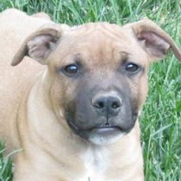 Staffordshire Bull Terriers from Red Rocks Staffordshire Bull Terriers