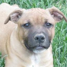 Staffordshire Bull Terriers from Red Rocks Staffordshire Bull Terriers