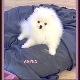 Aspen - Pomeranian