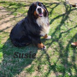 Susie - Bernese Mountain Dog