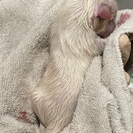 Boy 2 - Parti male Yorkshire Terrier puppy in Forest, Virginia from Majestic Touch Kennels and Pet Services