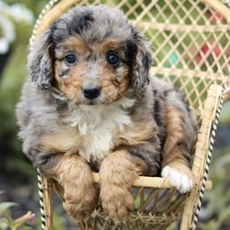 Salem - Blue merle female Aussiedoodle puppy in Crete, Nebraska from Doodles & Co