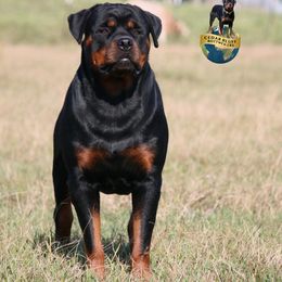 Lion - Rottweiler