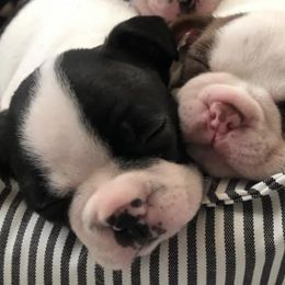 Boston Terriers from Half Acre Farm