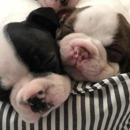 Boston Terriers from Half Acre Farm