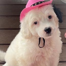 Snow White - Black and white female Portuguese Water Dog puppy in Talladega, Alabama from Boardwalk Water Dogs