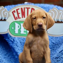 Chandler - Golden rust male Vizsla puppy in Bloomington, Indiana from Envizion