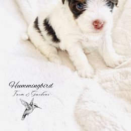 Yorkshire Terrier Puppies from Hummingbird Farm & Gardens