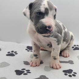 Freya Blue Harlequin - Harlequin female Great Dane puppy in Kannapolis, North Carolina from Carolina Great Danes & Toy Poodles
