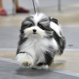 Havanese and Papillons from InVolo Papillons & Havanese