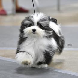 Havanese and Papillons from InVolo Papillons & Havanese