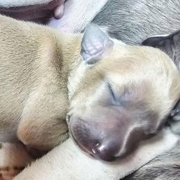 KnockOut - Blue fawn male Italian Greyhound puppy in Cadwell, Georgia from All The DoDa Day Italian Greyhounds