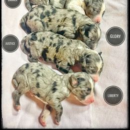 Assorted Doodle Crosses, Aussiedoodle, and Australian Shepherd Puppies from Faith, Feathers & FurBabies