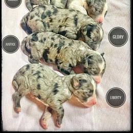 Assorted Doodle Crosses, Aussiedoodle, and Australian Shepherd Puppies from Faith, Feathers & FurBabies