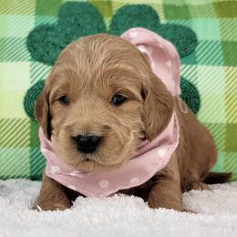 Lucy - Red  female Goldendoodle puppy in Temecula, California from Oodles O'Doodles
