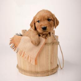 Tootsie - Dark golden male Golden Retriever puppy in Buhl, Idaho from Atkinson's Goldens