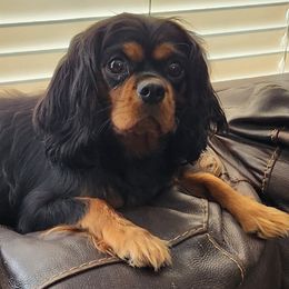 Maze - Cavalier King Charles Spaniel