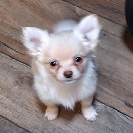 John 3750.00 - Cream male Chihuahua puppy in Callao, Virginia from Grace & Glory Chihuahuas
