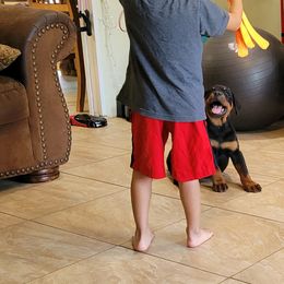Rottweiler Puppies from Mickey's Rottweilers