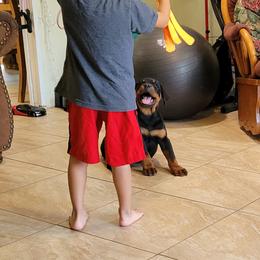 Rottweiler Puppies from Mickey's Rottweilers