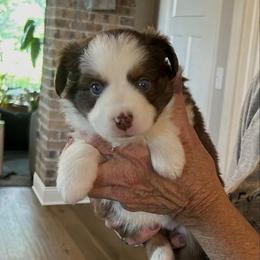 Stella - Red tri female Toy Australian Shepherd puppy in Bristow, Iowa from Pine Ridge Toy and Mini Aussies