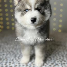 Charlie Brown - Gray and white male Pomsky puppy in Rossville, Georgia from Scenic City Pomskies