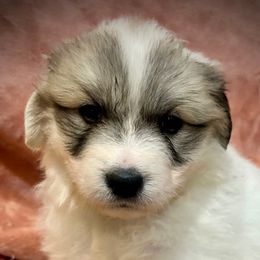 LINDEE Pink collar female - White and badger female Great Pyrenees puppy in Fair Grove, Missouri from Allen Wags & Woolies