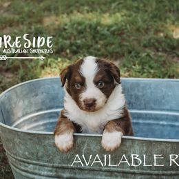 Miniature Australian Shepherd Puppies from Fireside Mini Australian Shepherds