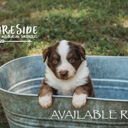 Miniature Australian Shepherd Puppies from Fireside Mini Australian Shepherds