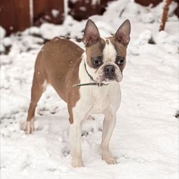 Dixie - Boston Terrier
