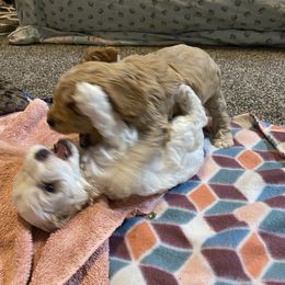 Cockapoo Puppies from Country J Canines