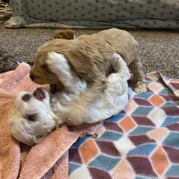 Cockapoo Puppies from Country J Canines