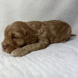 Olly - Red and white male Cockapoo puppy in Queens, New York from The 2 Musketeers_Cockapoos