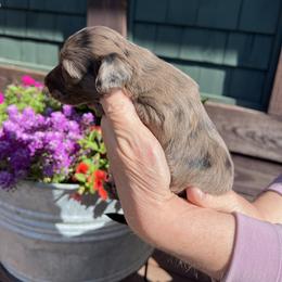Girl 2 - Dapple female Dachshund puppy in Gouverneur, New York from Dack Dachshunds