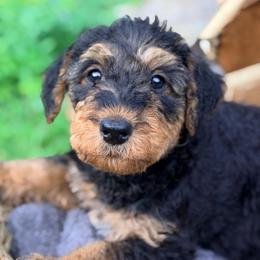 Red aka Teddy - Black and tan male Airedale Terrier puppy in Mooresville, North Carolina from Farm 55