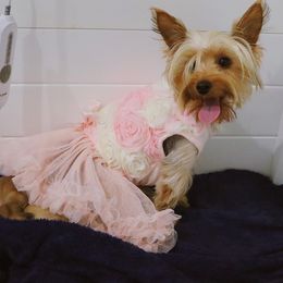 Ali - Blue and gold female Yorkshire Terrier puppy in Demopolis, Alabama from Little Paws Nursery