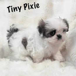 AKC Little Pixie - Brindle and white female Shih Tzu puppy in Greenville, South Carolina from Babyface Shih Tzu