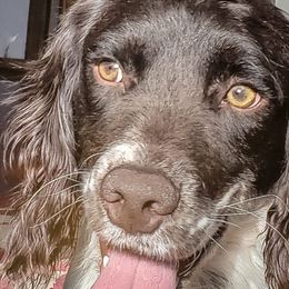 English Springer Spaniels from PrairieRose Gundogs