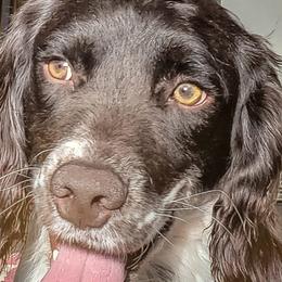 English Springer Spaniels from PrairieRose Gundogs