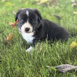 Chip - Black and white male Cardigan Welsh Corgi puppy in San Diego ,Ca, California from SoCal Native Corgis