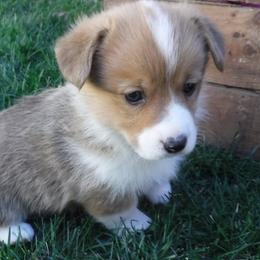 Pembroke Welsh Corgis from Muletown Corgis