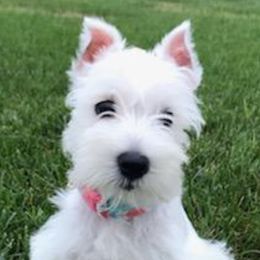 Miniature Schnauzer Puppies from Nana Rees Pups