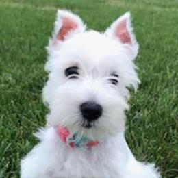 Miniature Schnauzer Puppies from Nana Rees Pups