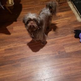 Raisen - Shih Tzu
