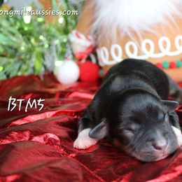 Boy 2 - Black tri male Miniature Australian Shepherd puppy in Elgin, Oregon from LongMile Aussies