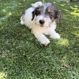 Trey - Tri-color male Russell Terrier puppy in Hollister, California from Oak Creek Jacks